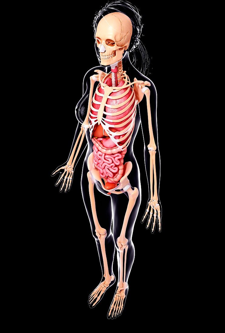 Female anatomy,artwork