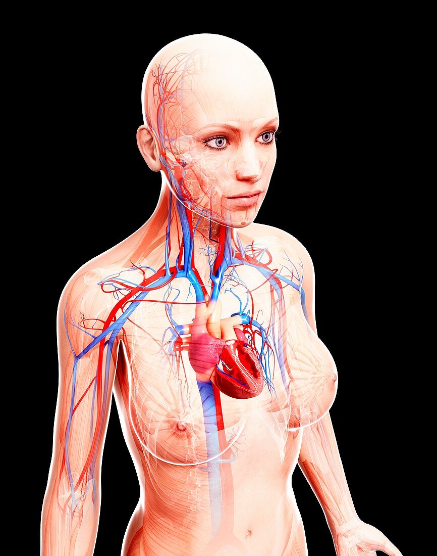 Female cardiovascular system,artwork