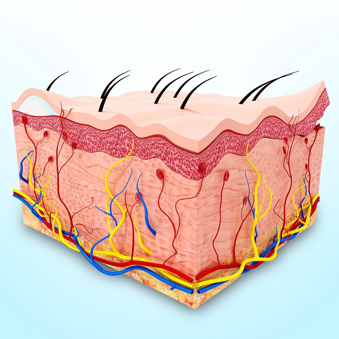 Human skin anatomy,artwork