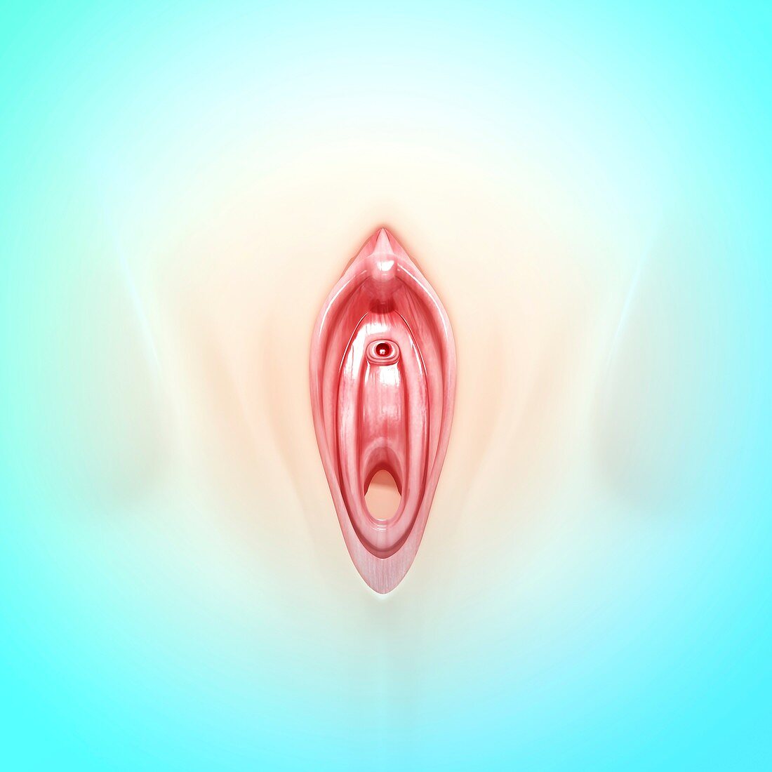 Female genitals,artwork