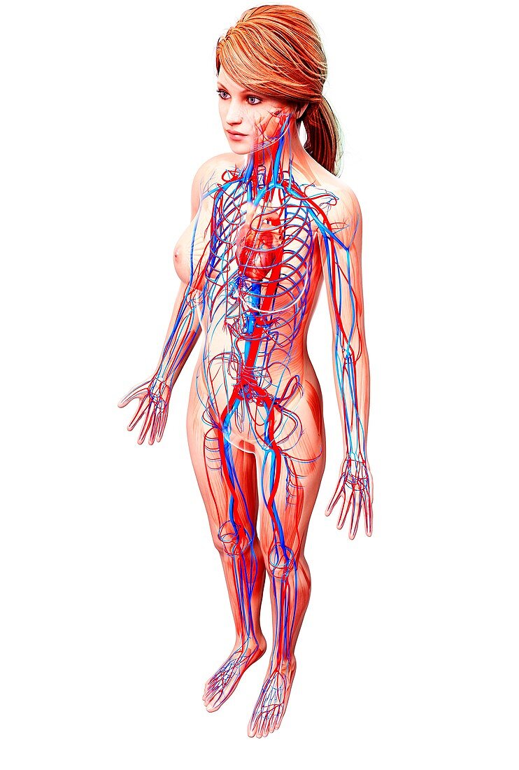 Female cardiovascular system,artwork