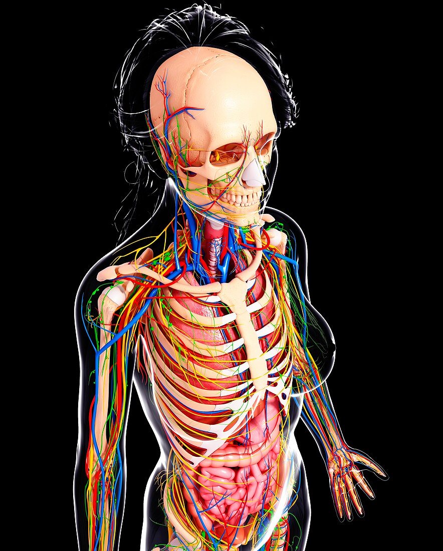 Female anatomy,artwork