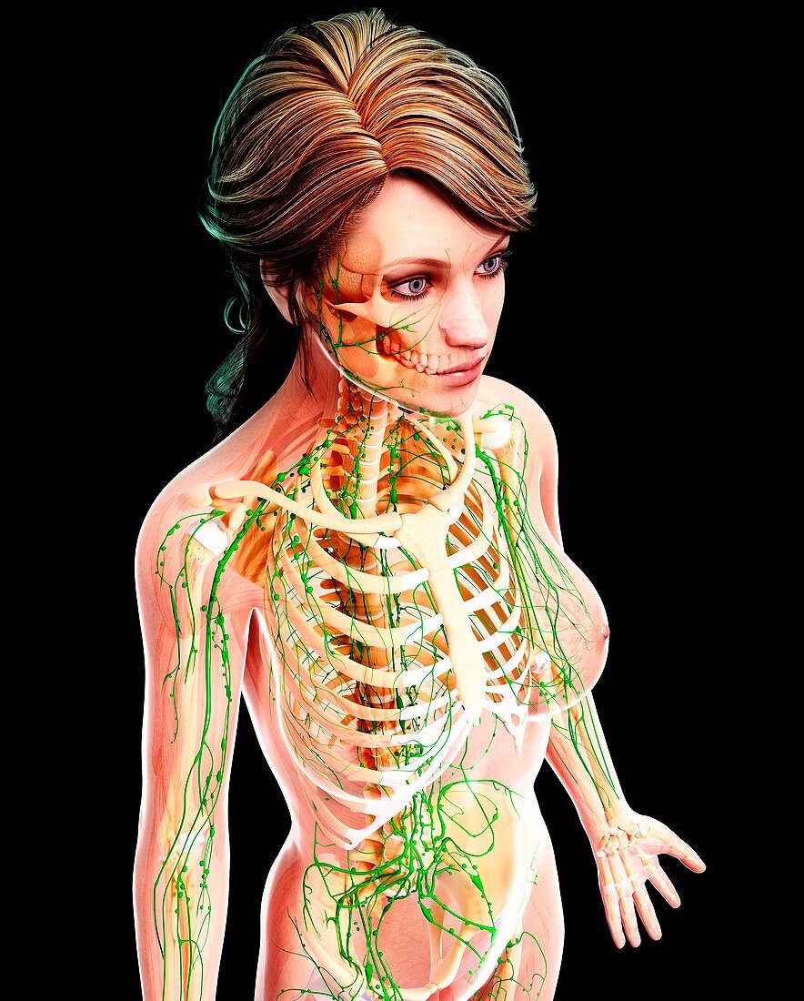 Female lymphatic system,artwork