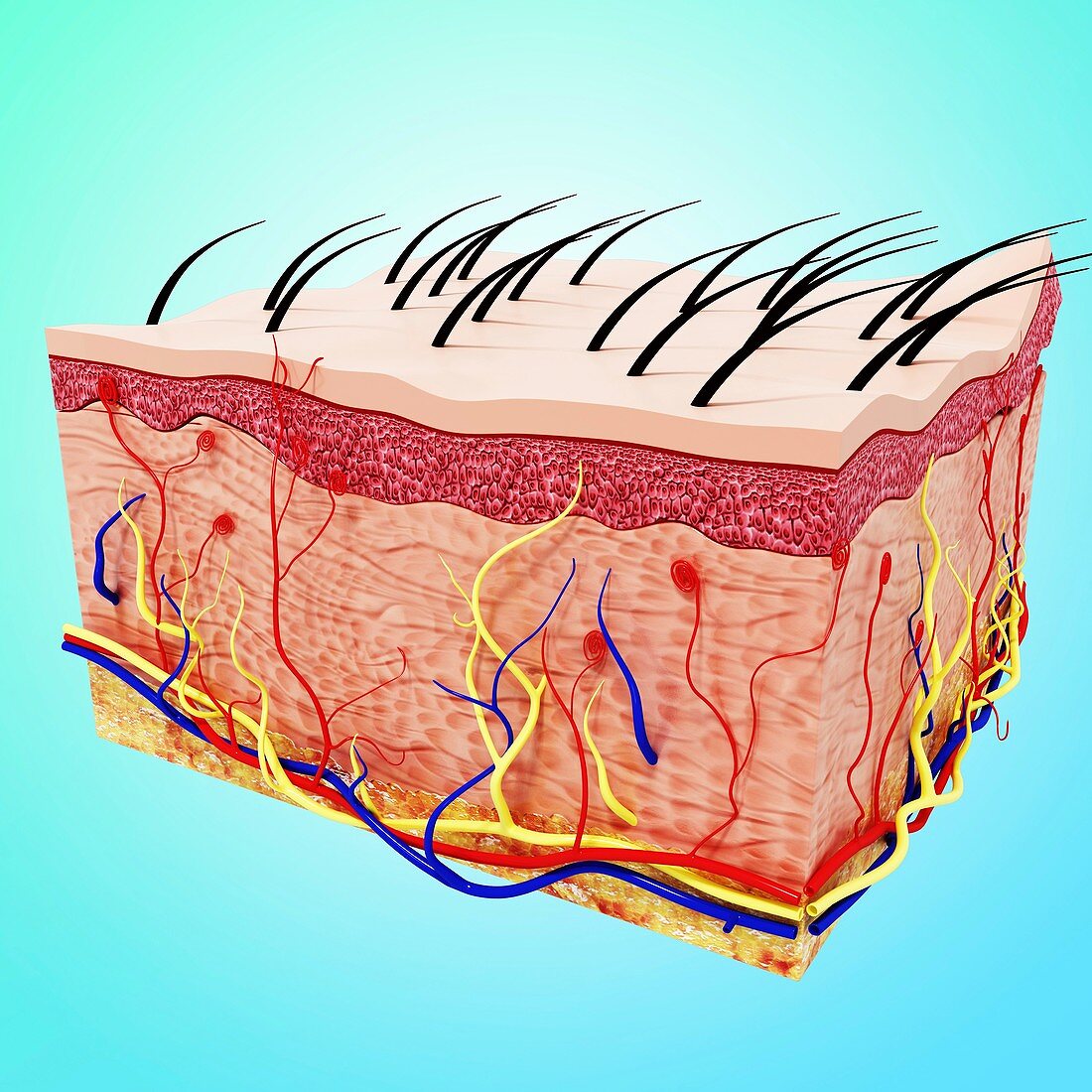 Human skin anatomy,artwork