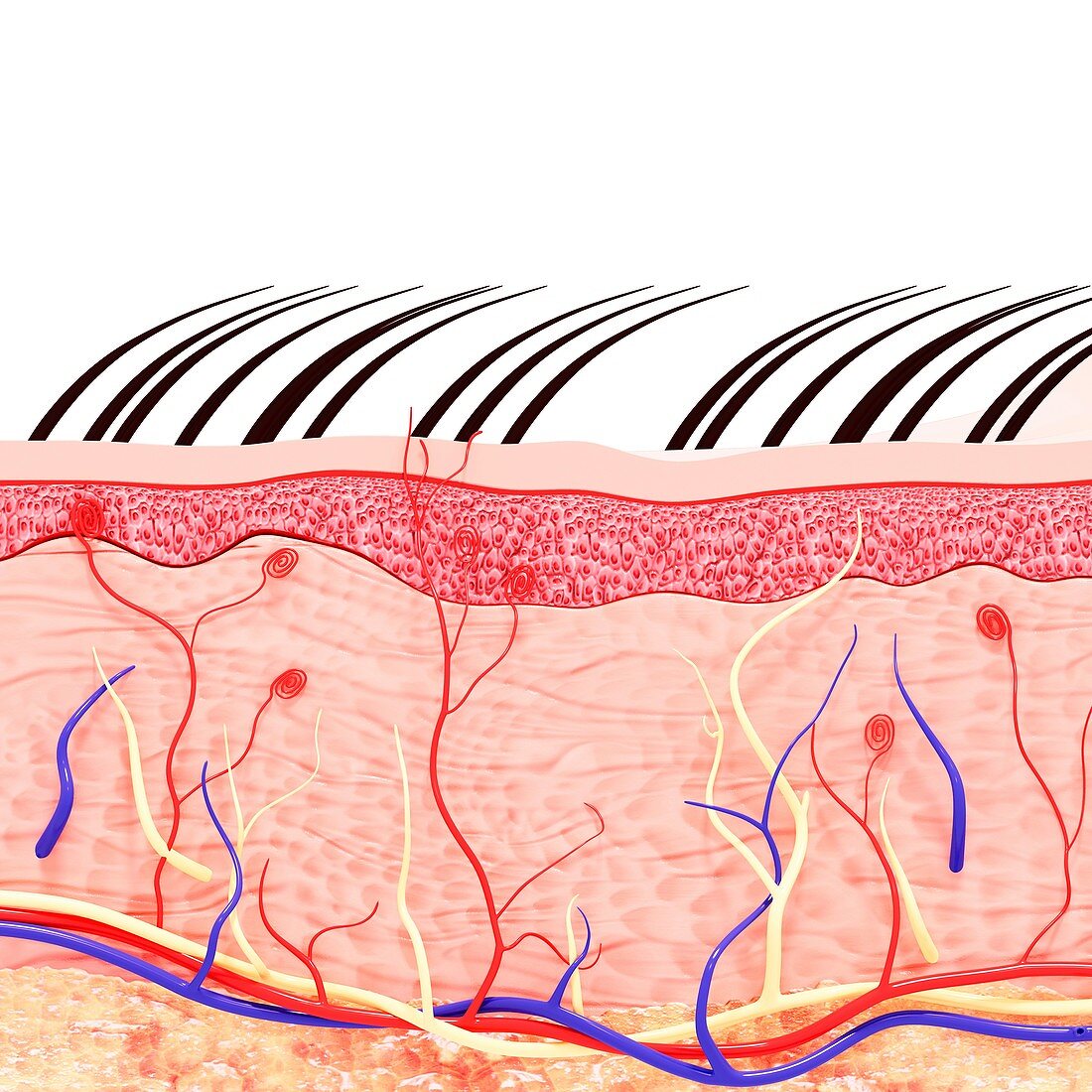 Human skin anatomy,artwork