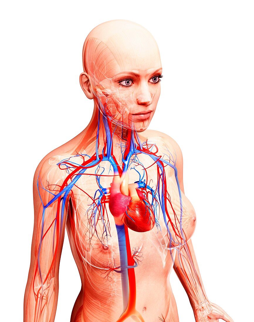 Female cardiovascular system,artwork