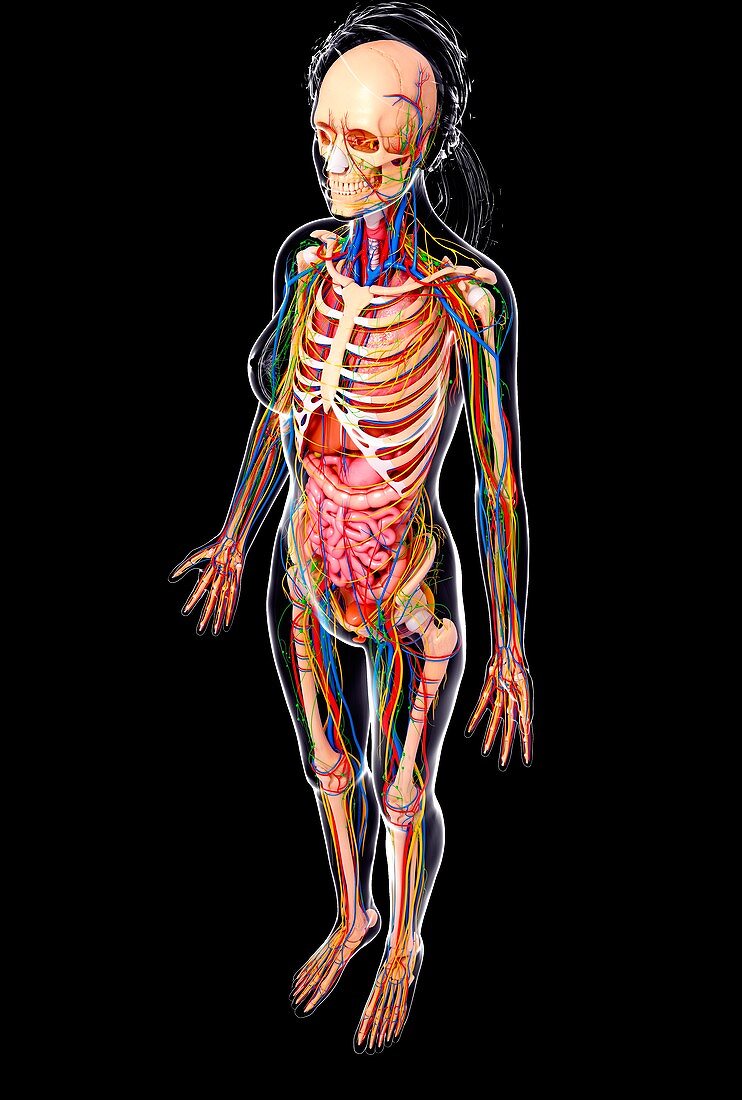 Female anatomy,artwork