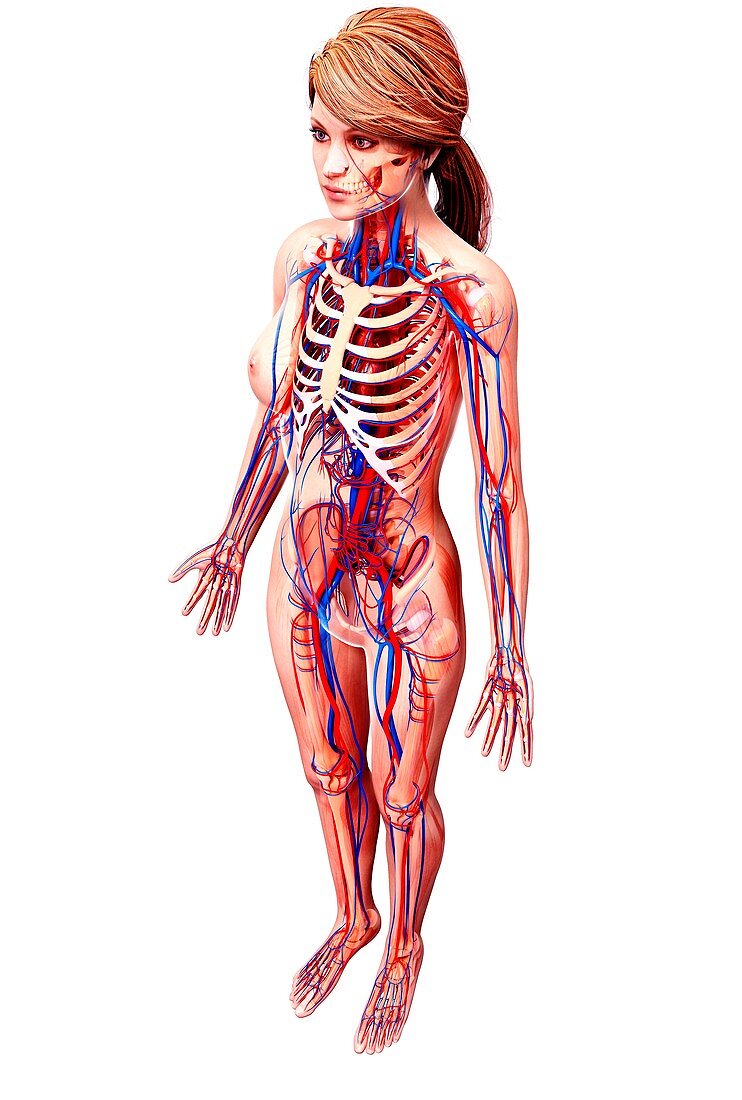 Female cardiovascular system,artwork