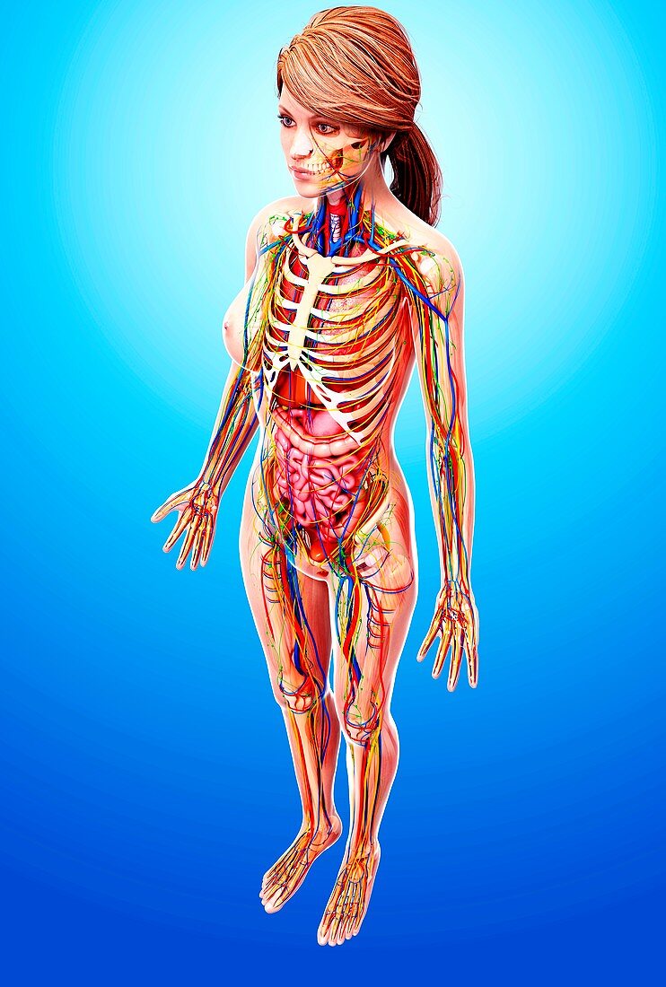 Female anatomy,artwork