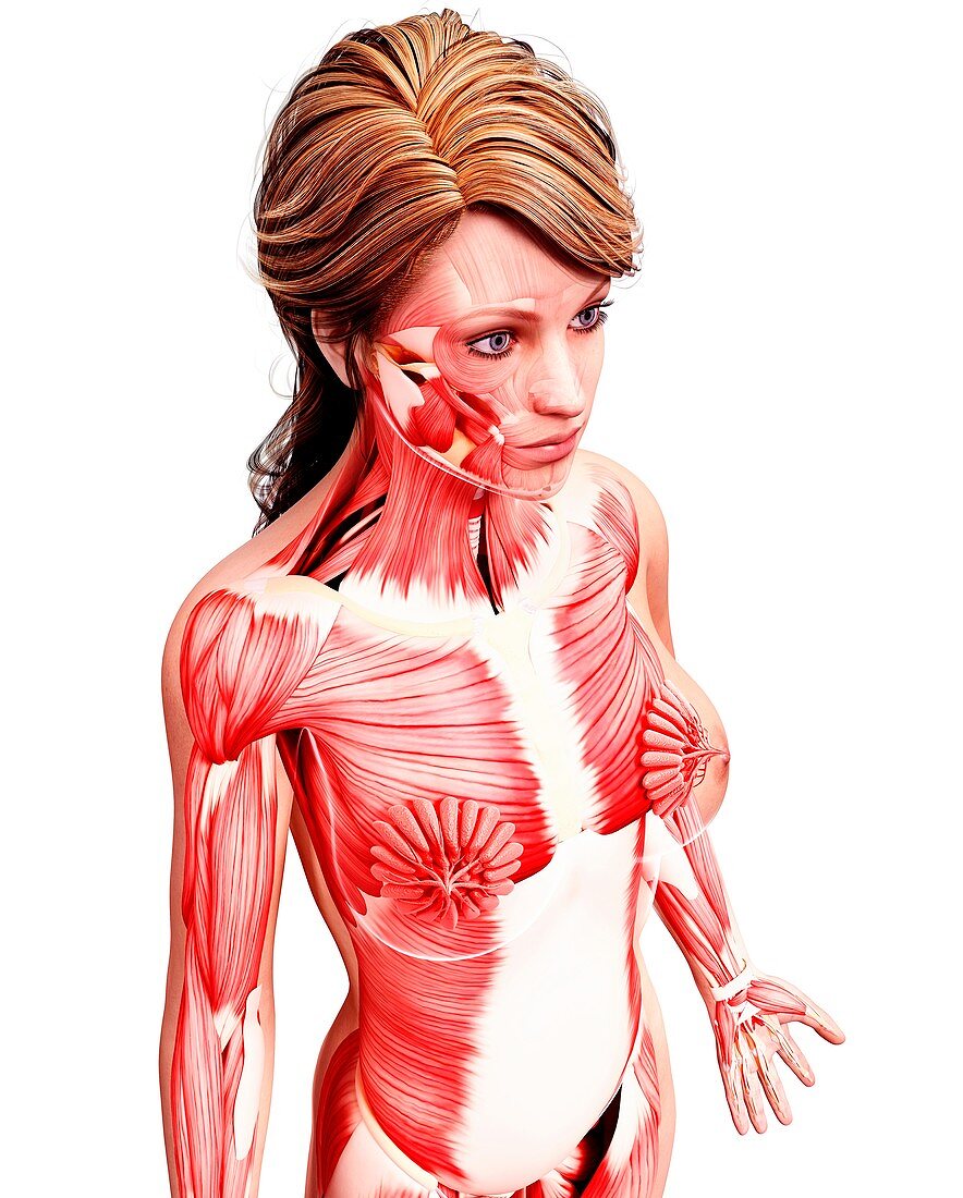 Female musculature,artwork