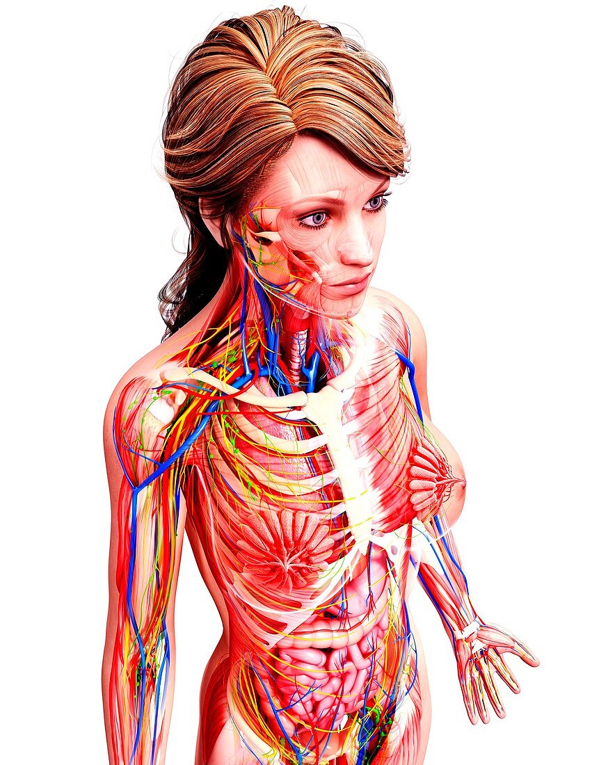 Female anatomy,artwork