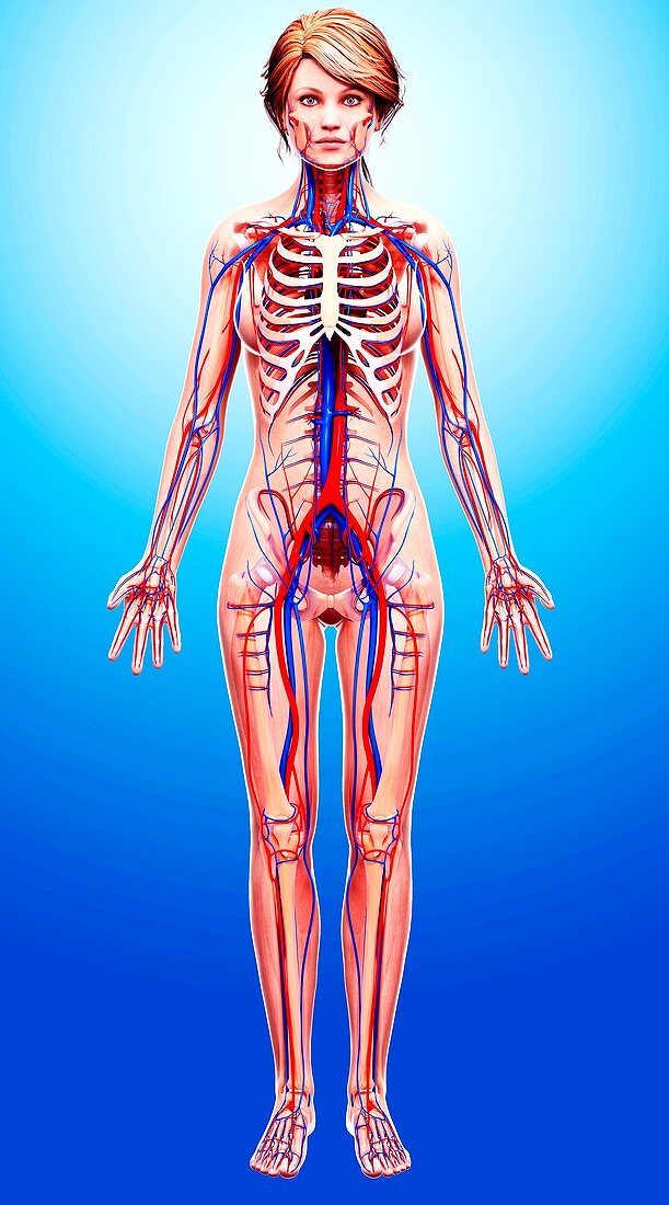 Female cardiovascular system,artwork