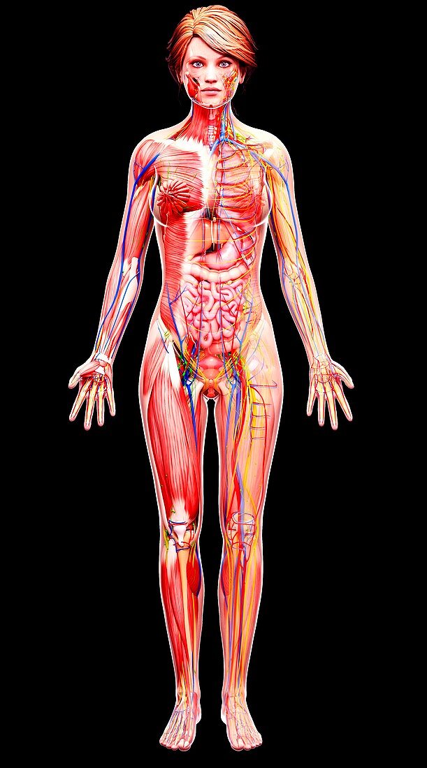 Female anatomy,artwork