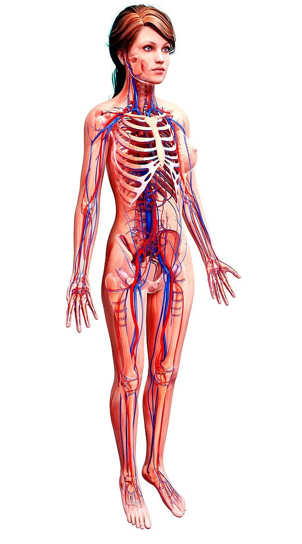 Female cardiovascular system,artwork