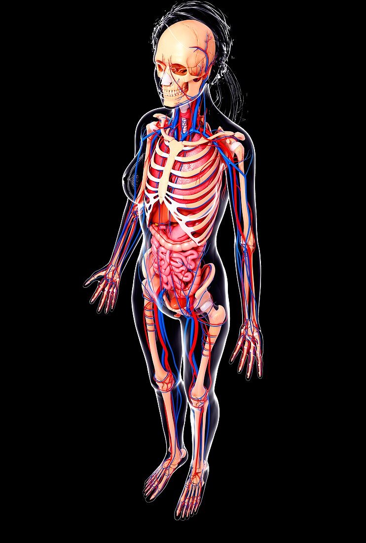 Female anatomy,artwork