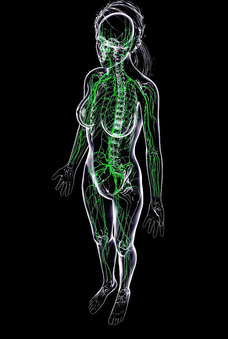 Female lymphatic system,artwork