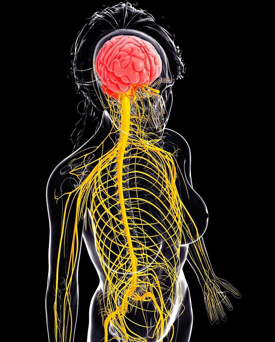 Female nervous system,artwork