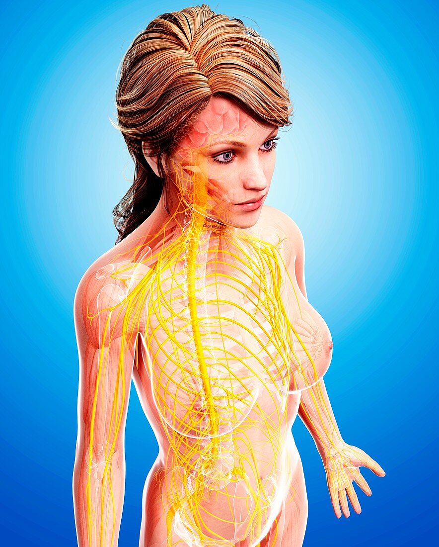 Female nervous system,artwork