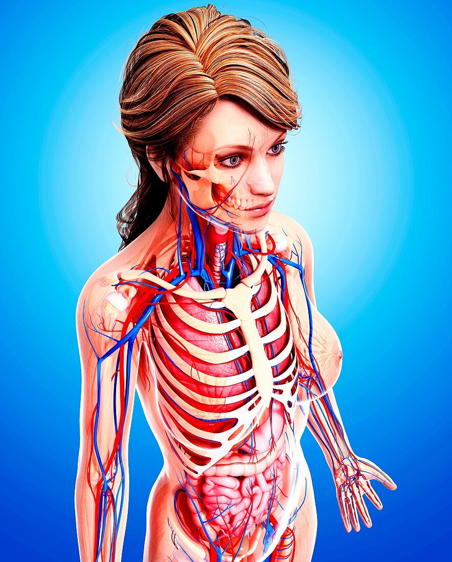 Female anatomy,artwork