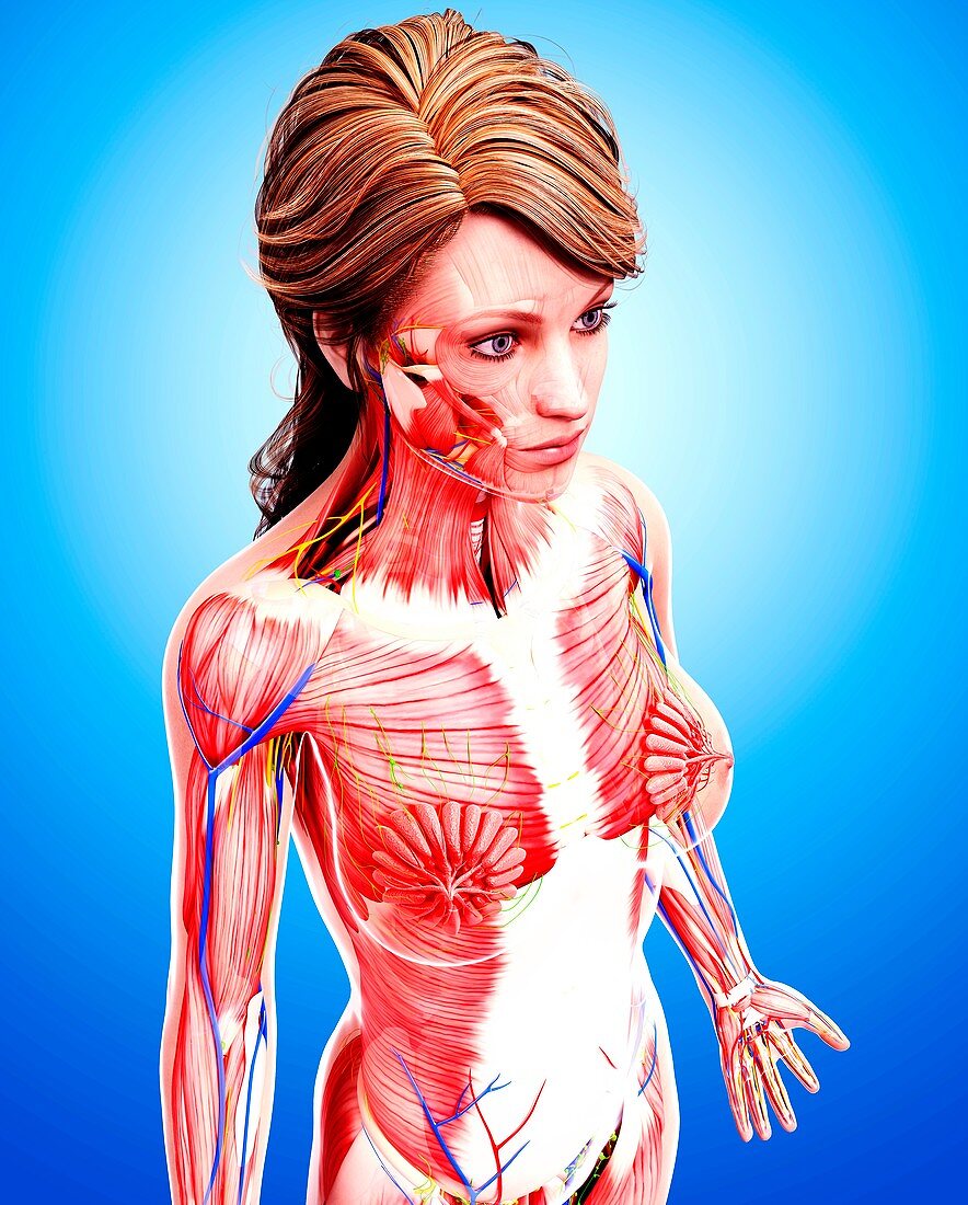 Female anatomy,artwork