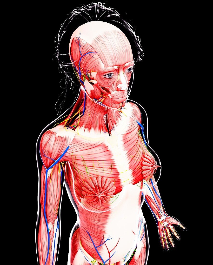 Female anatomy,artwork