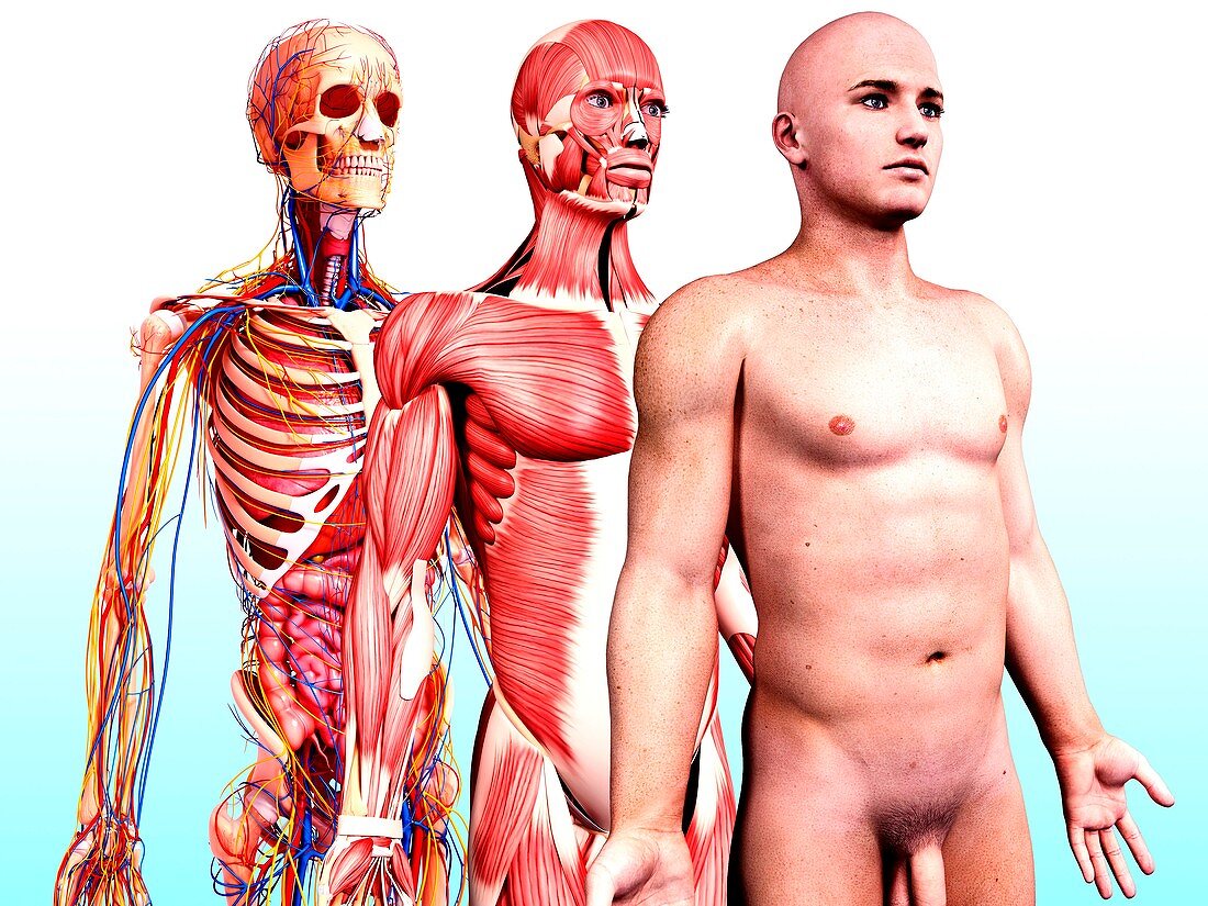 Male anatomy,artwork