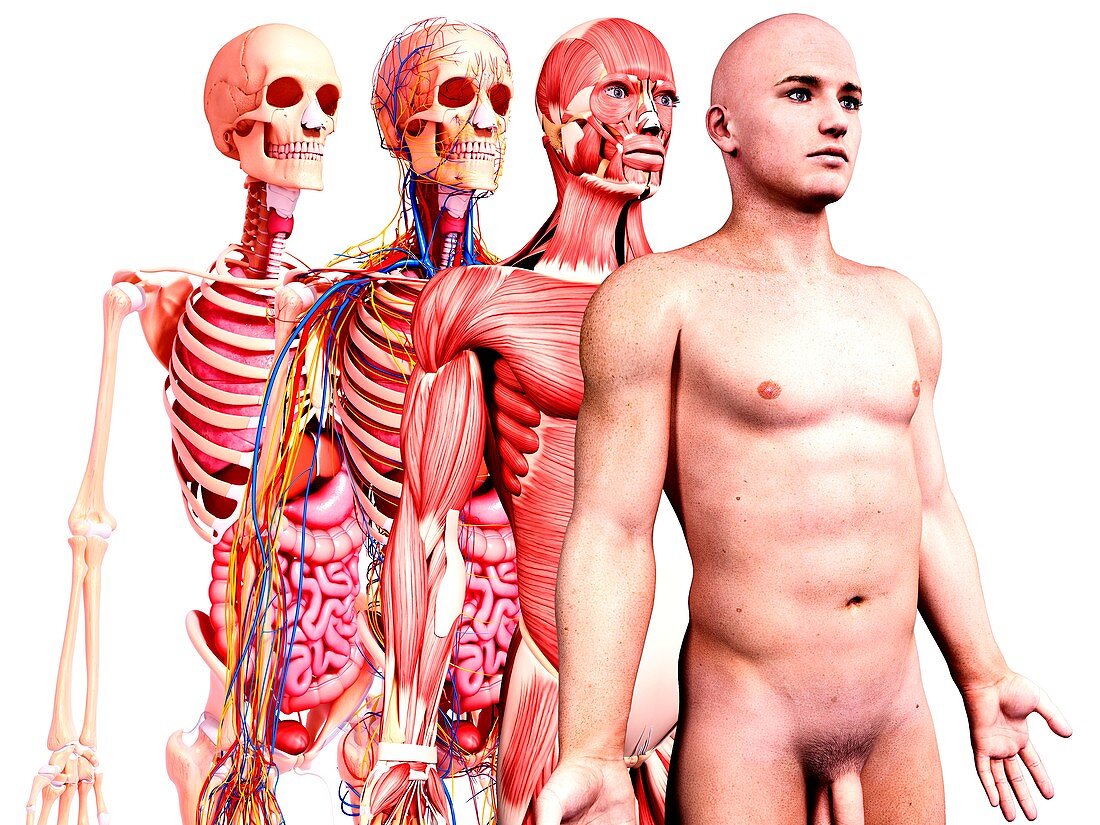 Male anatomy,artwork