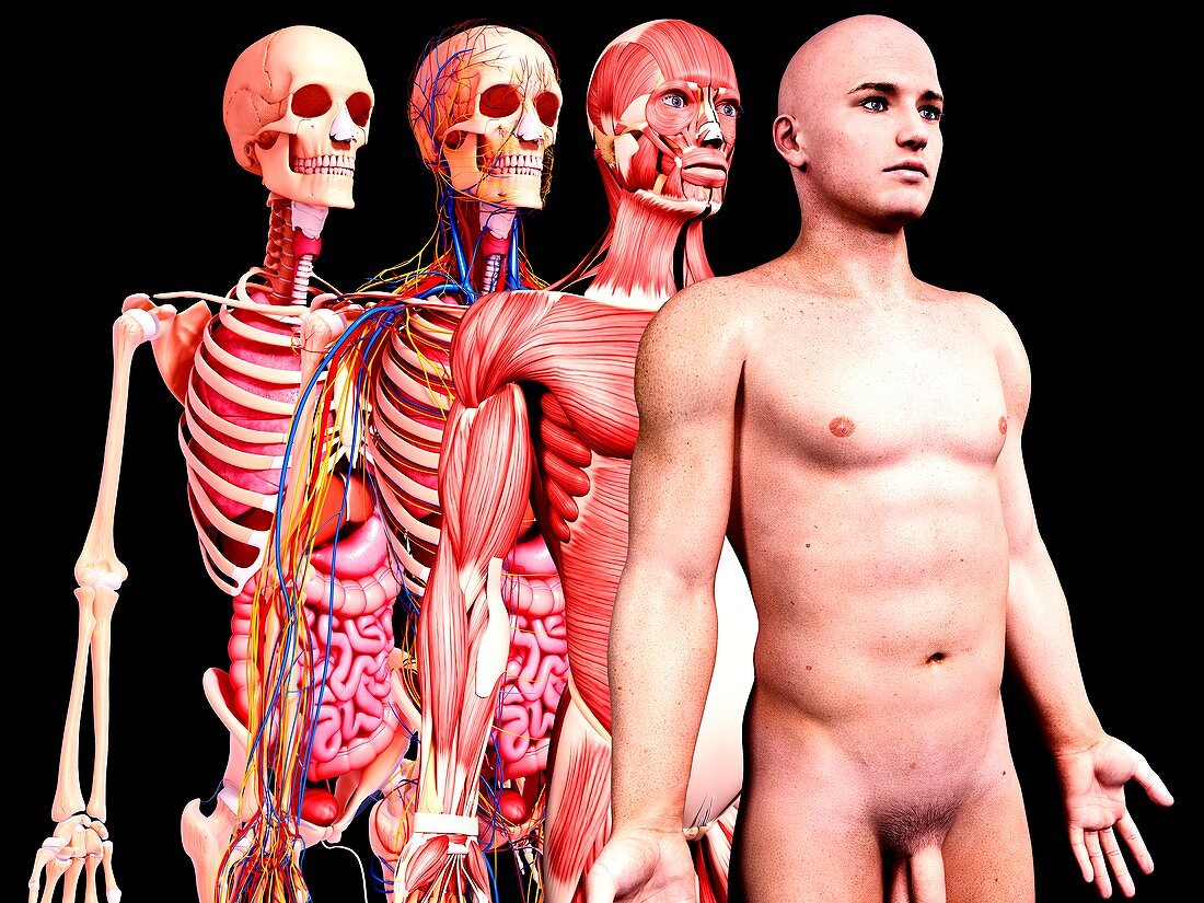 Male anatomy,artwork