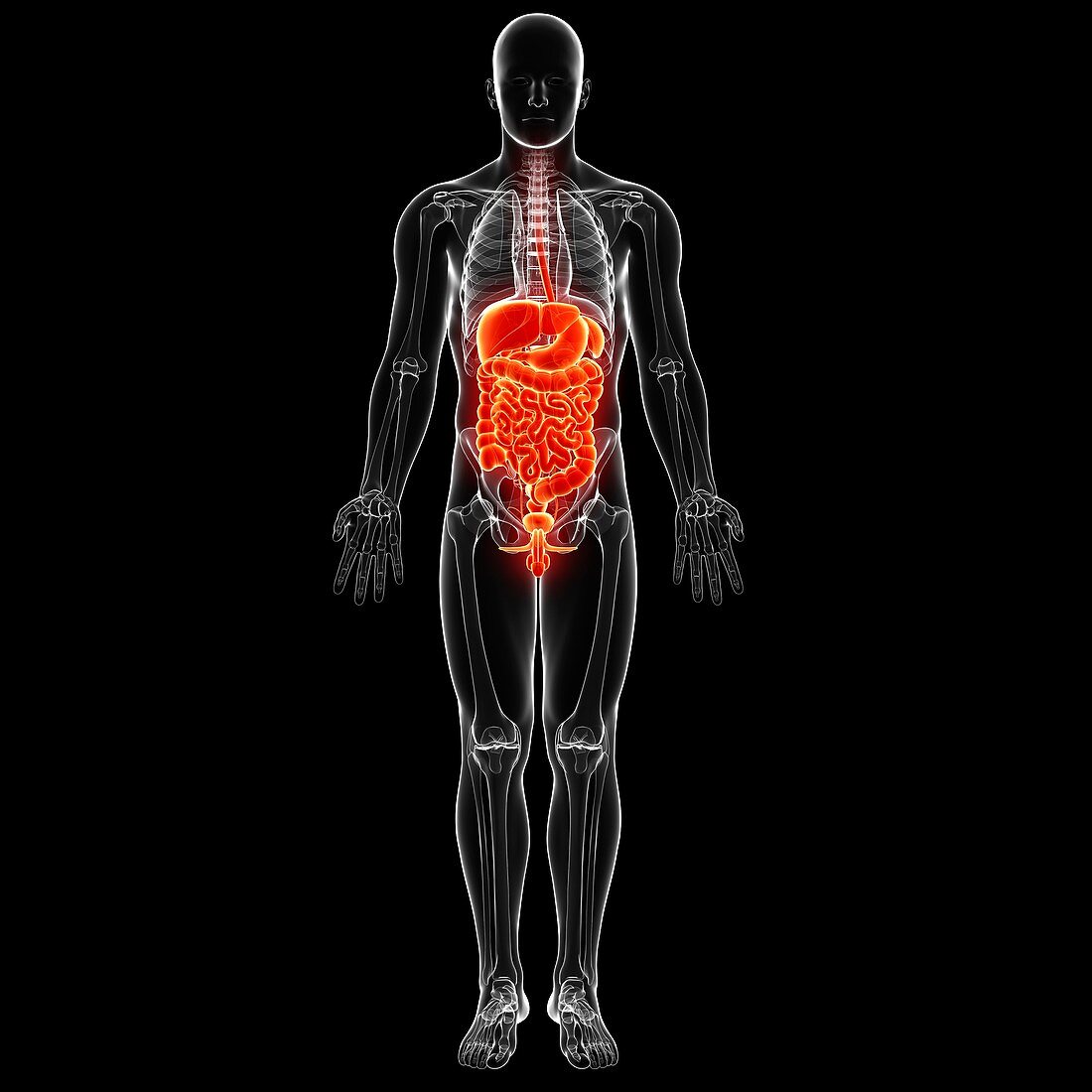 Male digestive system,artwork