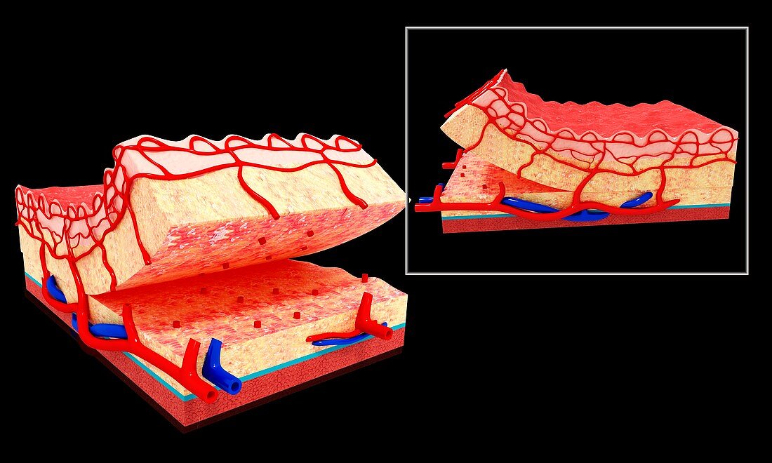 Human skin anatomy,artwork