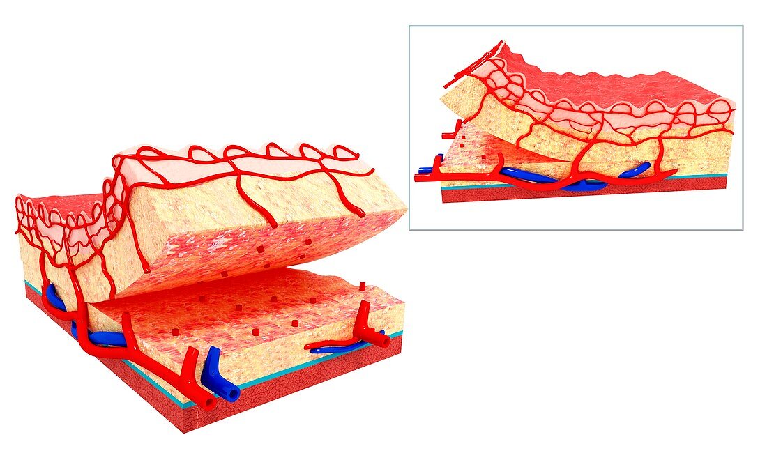 Human skin anatomy,artwork