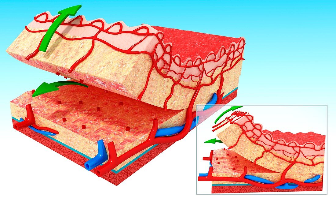 Human skin anatomy,artwork