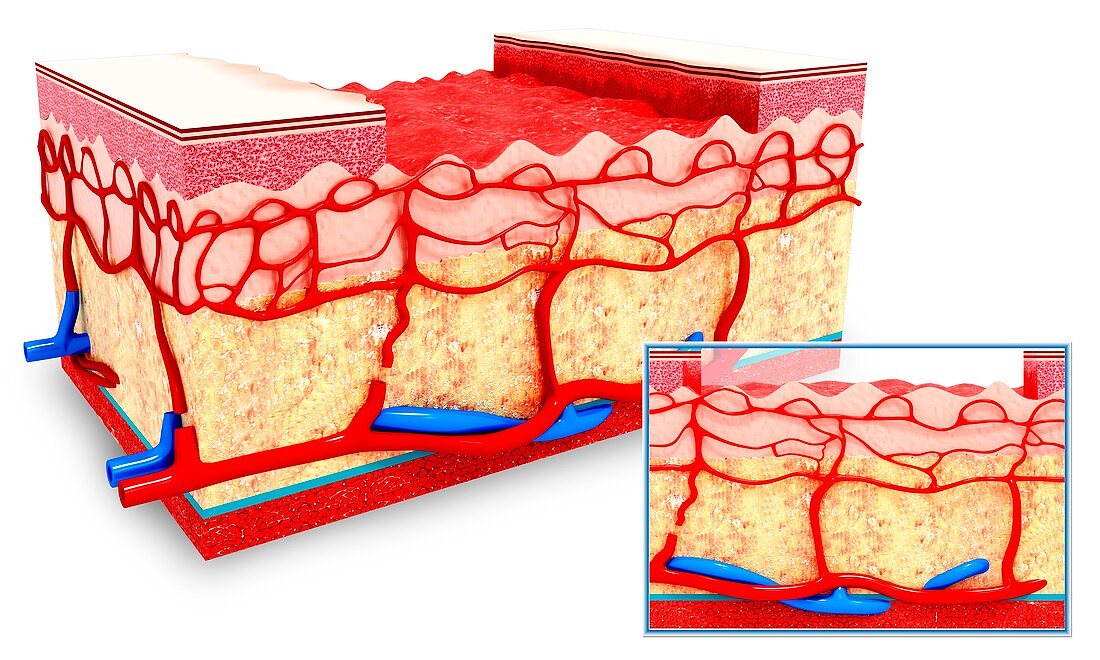 Human skin anatomy,artwork