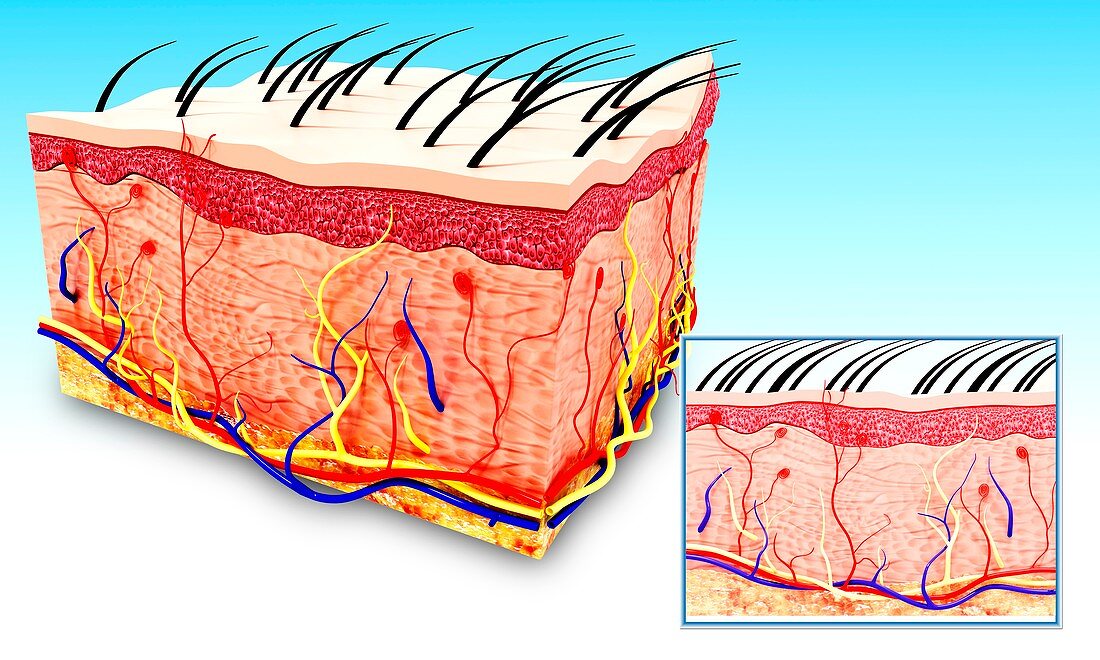 Human skin anatomy,artwork