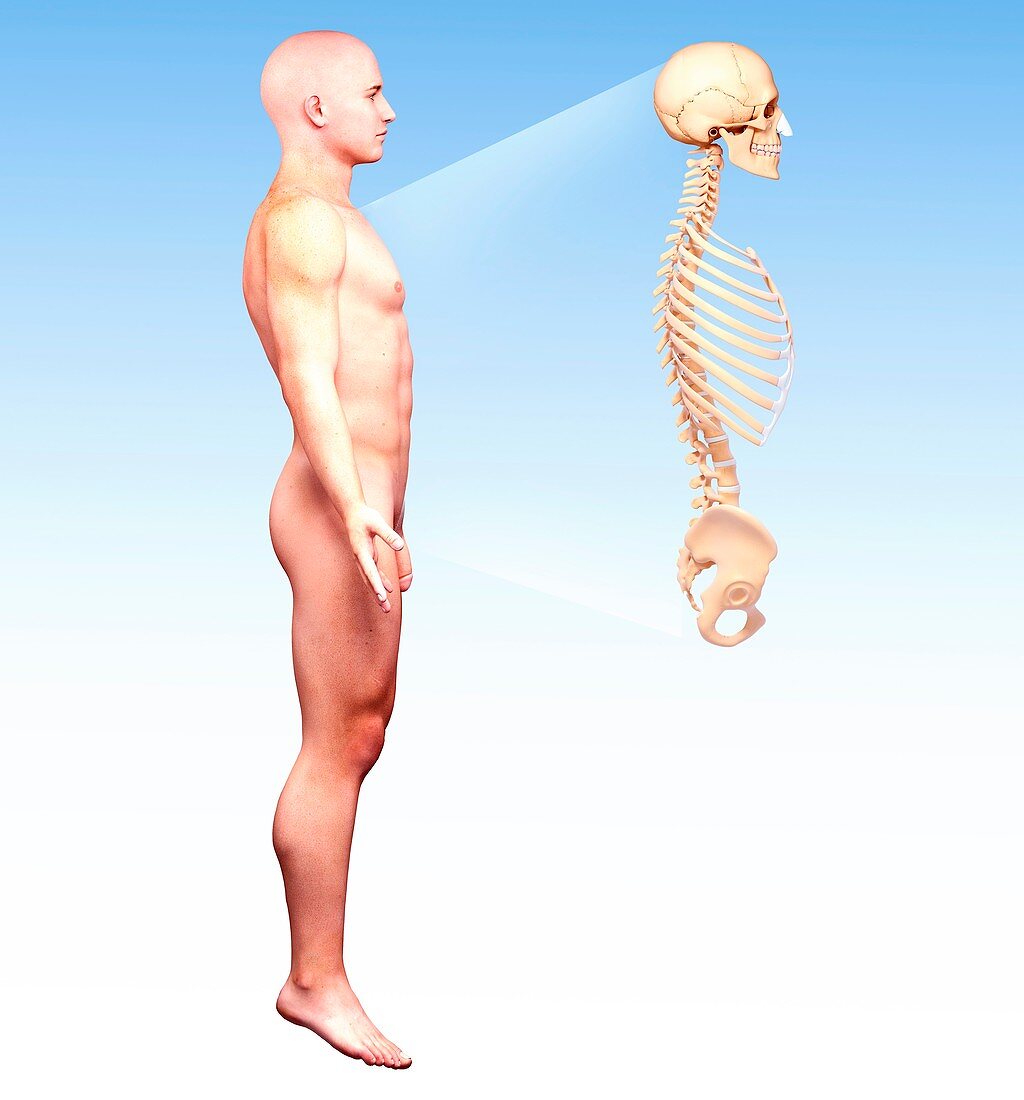 Male anatomy,artwork