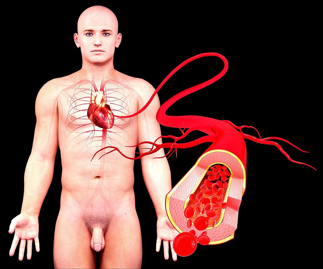 Human artery,artwork