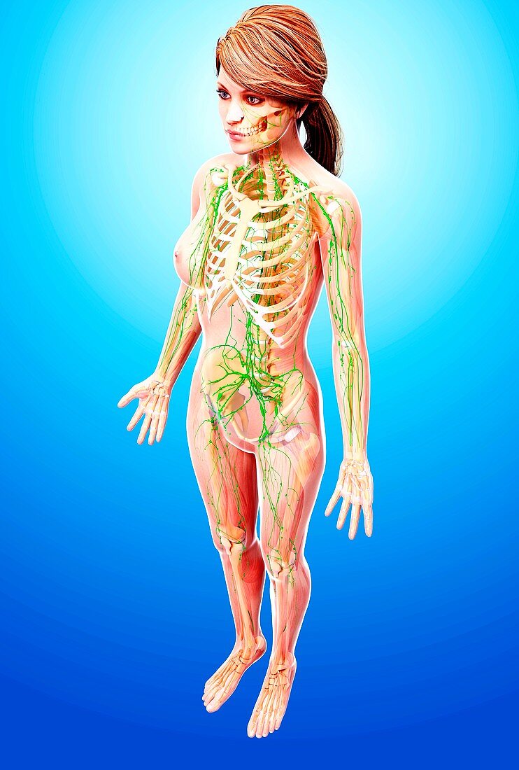 Female lymphatic system,artwork