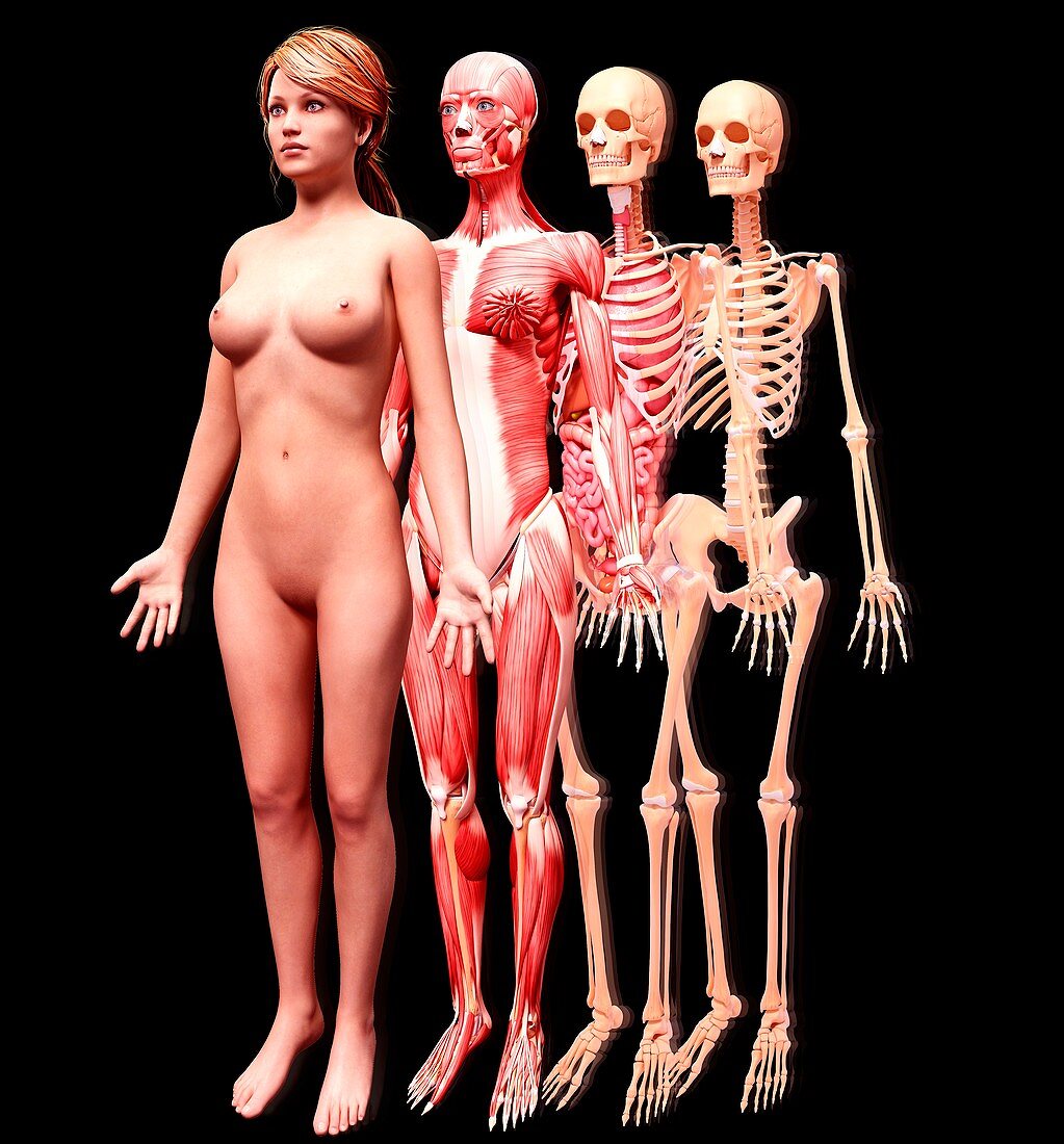 Female anatomy,artwork