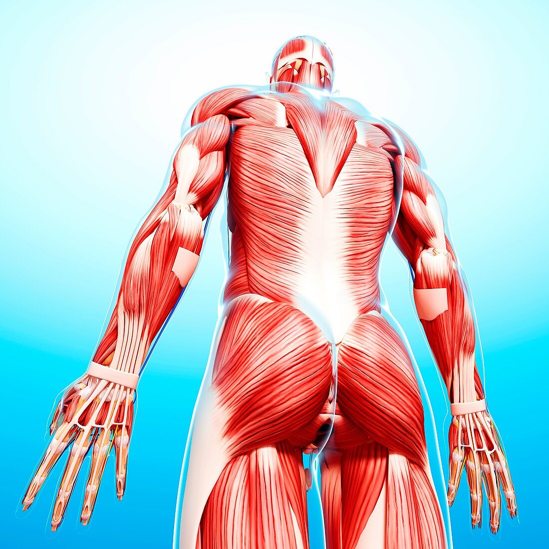 Male musculature,artwork