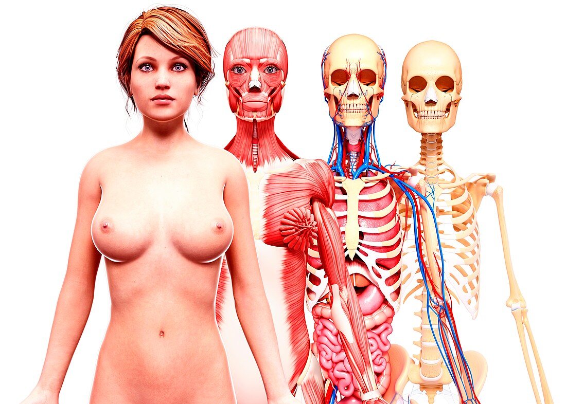 Female anatomy,artwork