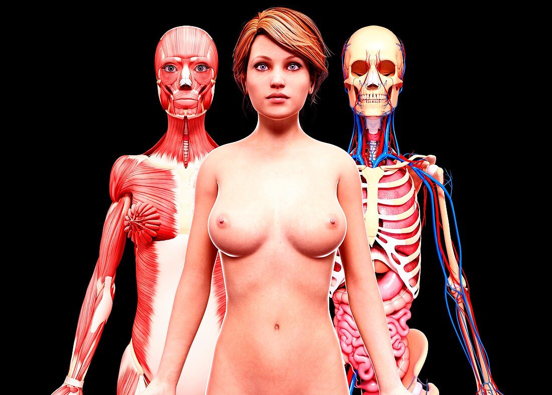 Female anatomy,artwork