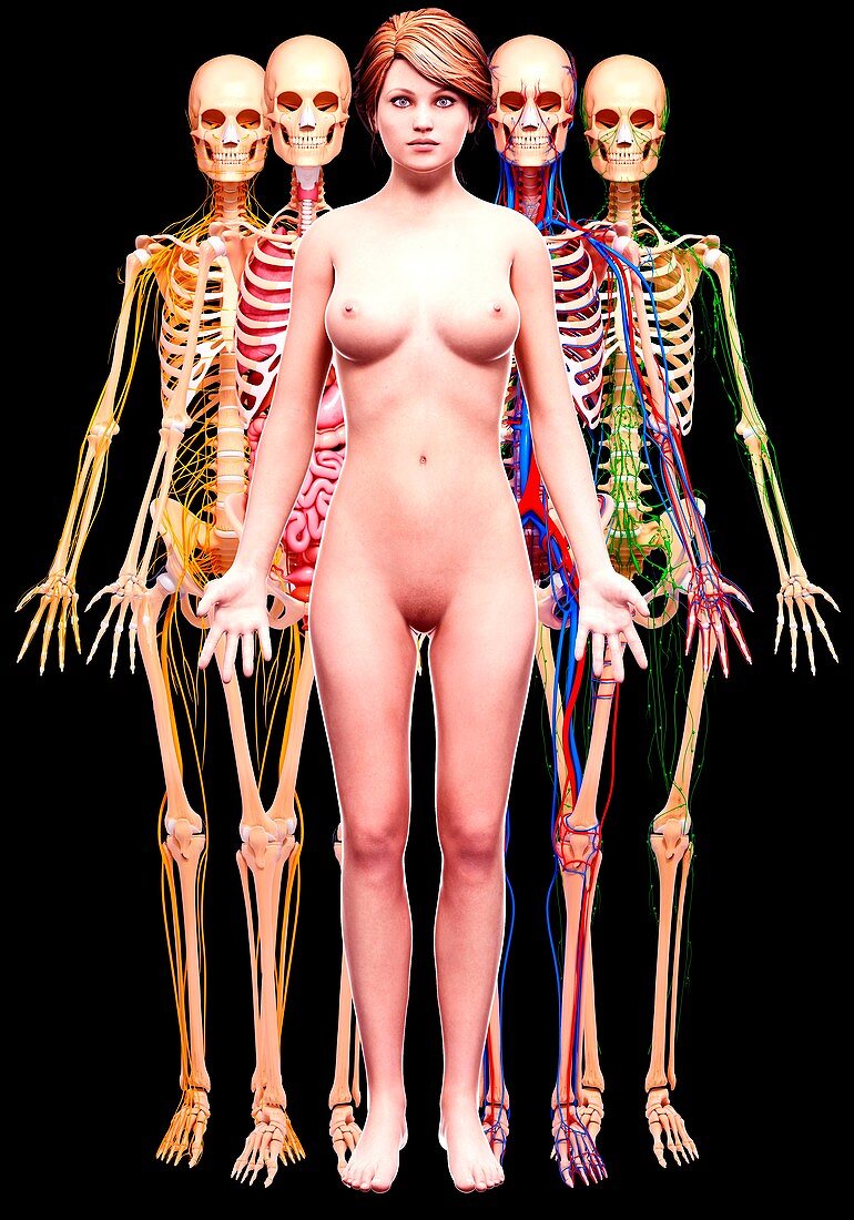 Female anatomy,artwork