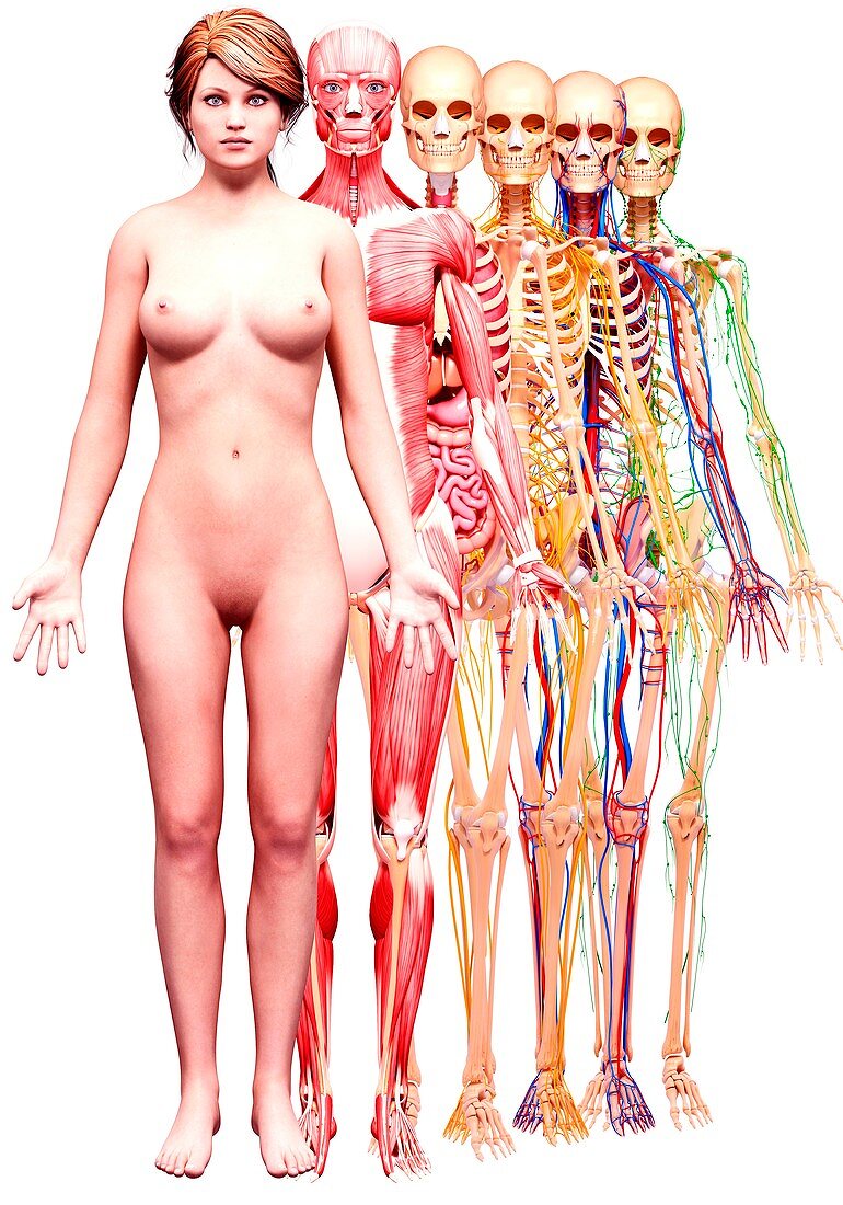 Female anatomy,artwork