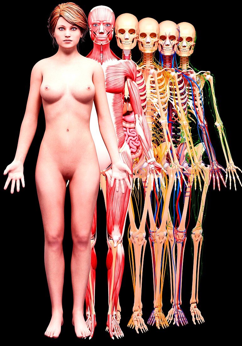 Female anatomy,artwork