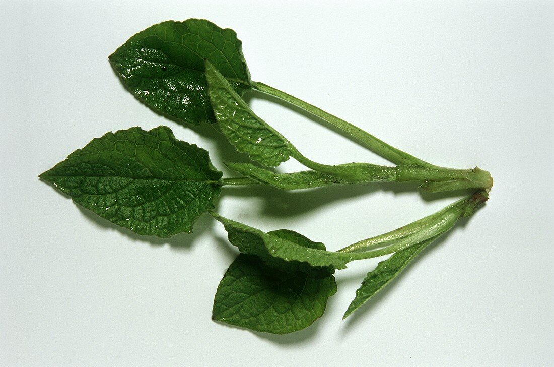Comfrey leaves (Symphytum officinale)
