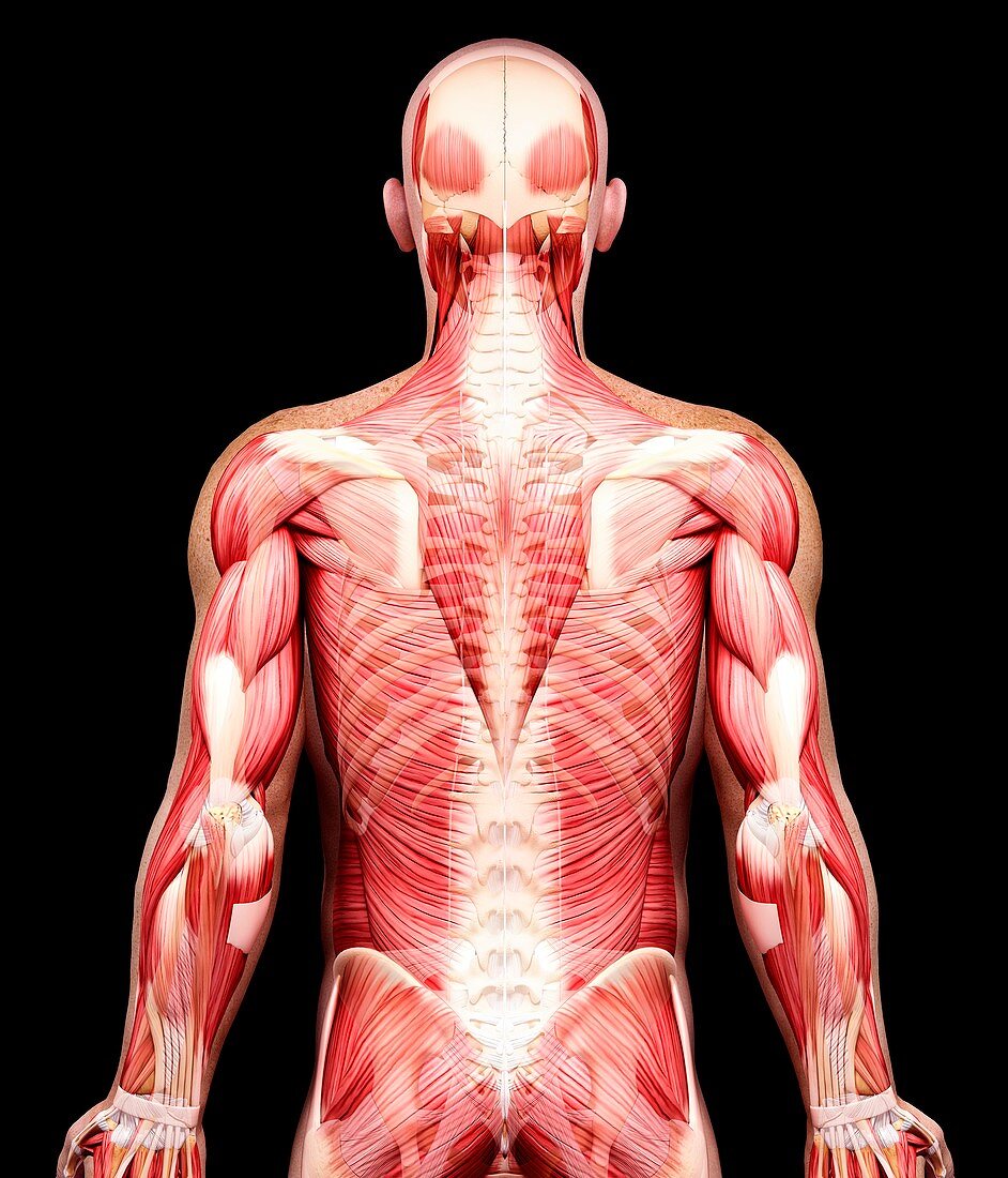 Male musculature,artwork