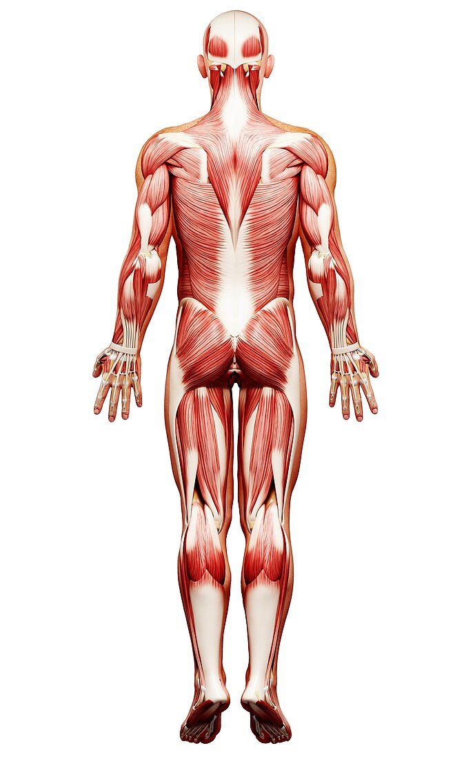 Male musculature,artwork