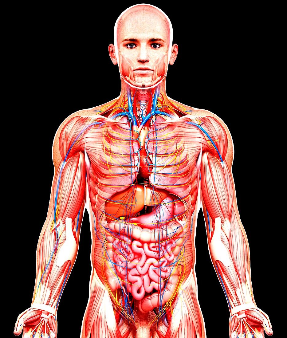 Male anatomy,artwork