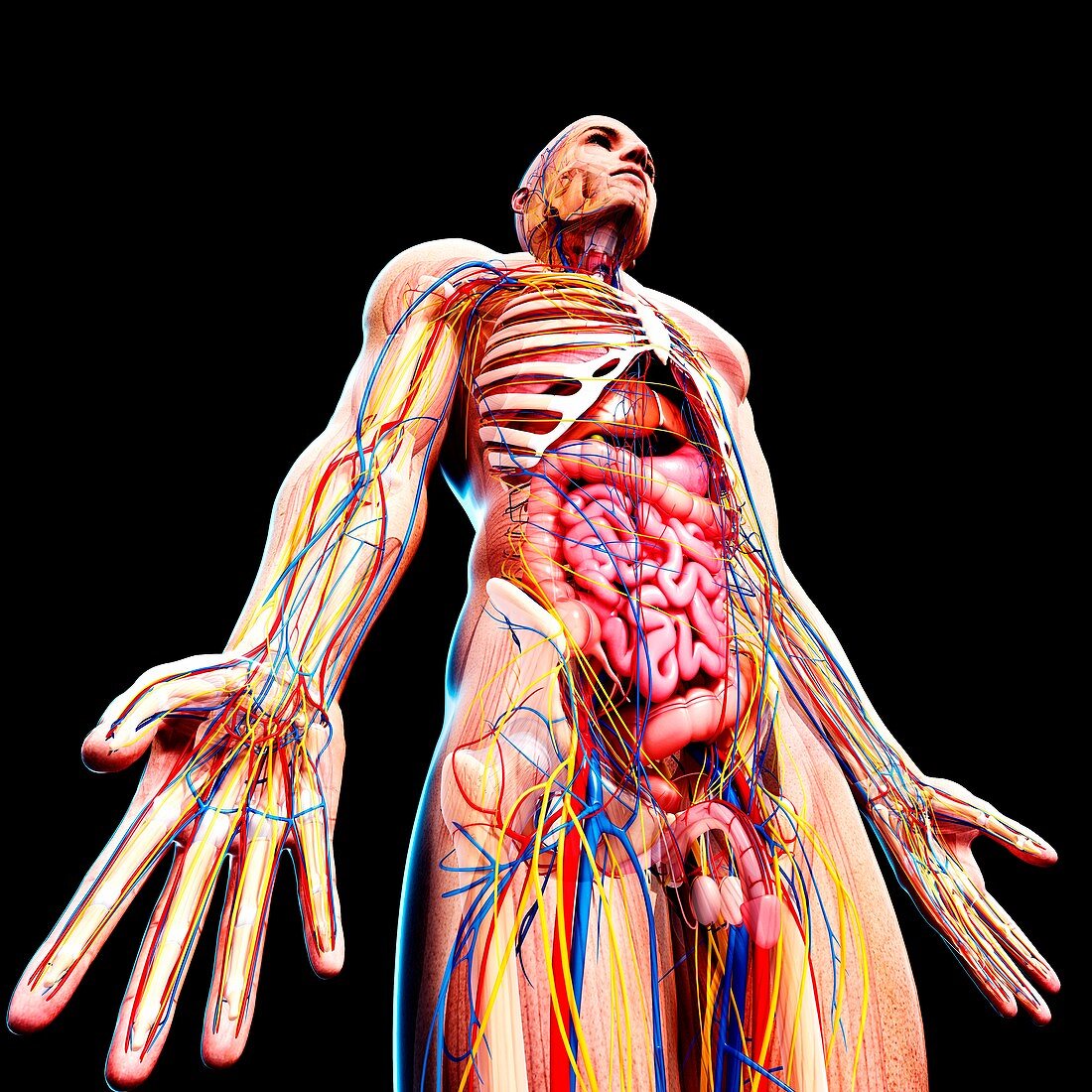 Male anatomy,artwork