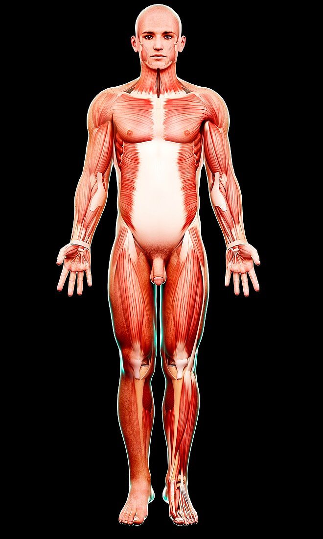 Male musculature,artwork